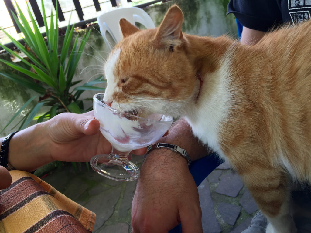 Il micio del lago, che fai non gli dai un po' di gelato?