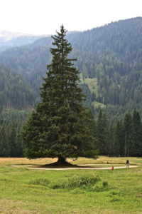 Paneveggio, il grande albero