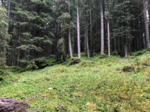 Paneveggio la foresta