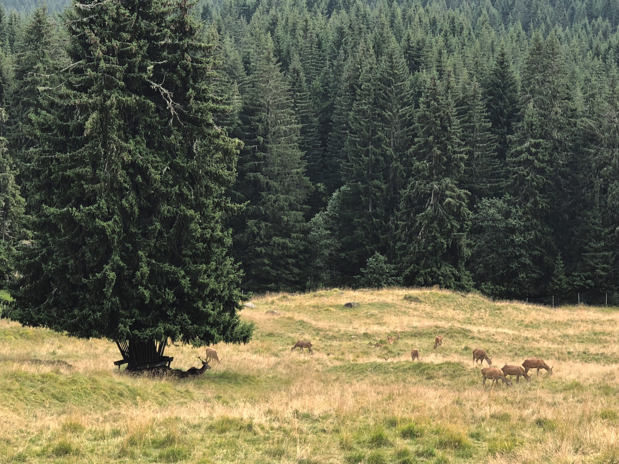 La foresta di Paneveggio