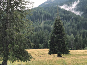 Paneveggio Il recinto dei cervi