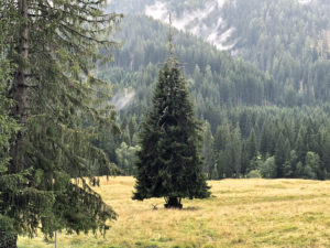 Paneveggio Il recinto dei cervi