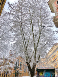 26/02/2018 - L'albero Bianco