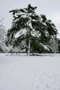 04/02/2012 - L'albero innevato