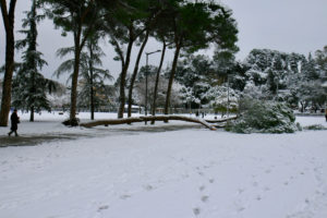 04/02/2012 - Albero caduto al Parco Schuster