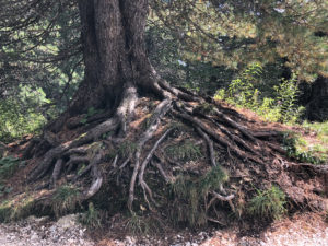 Le radici degli alberi