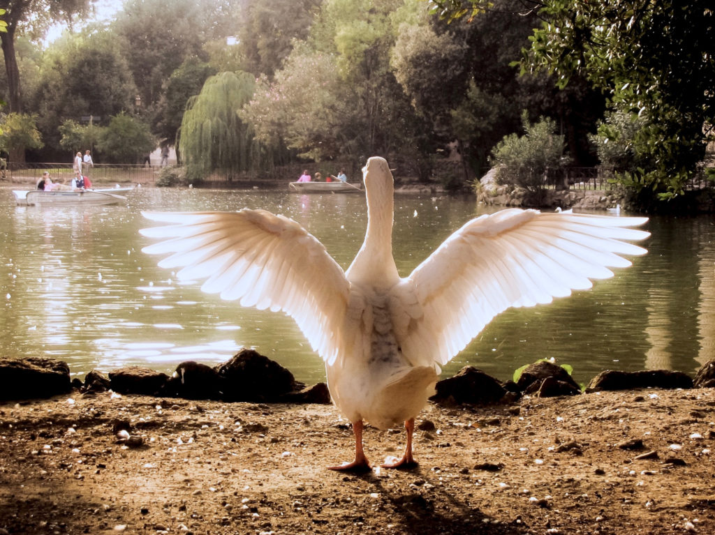 Laghetto di Villa Borghese Voglia di Volare