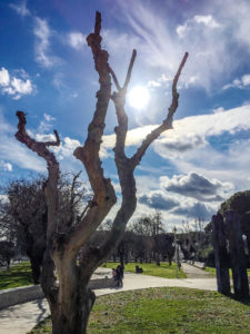 Parco Schuster - L'albero della vita