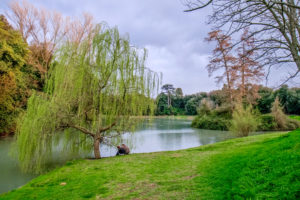 L’eleganza del cigno d’inverno