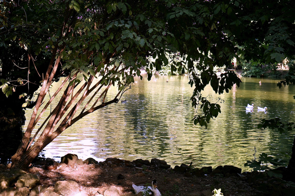 Roma Laghetto Di Villa Borghese