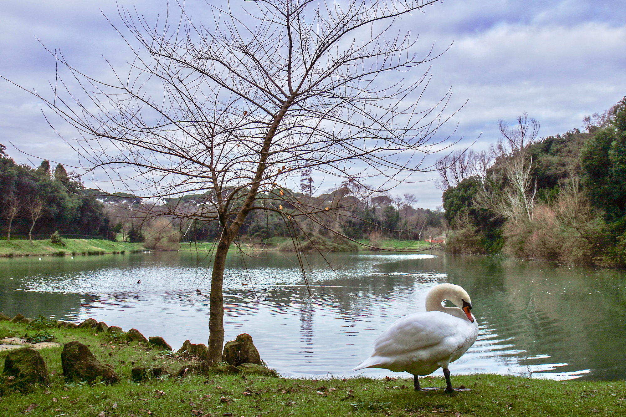 L’eleganza del cigno d’inverno