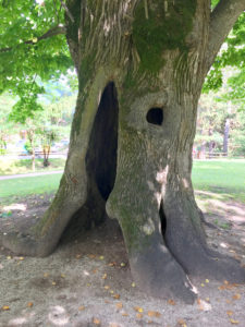 Cavalese L'albero faccia