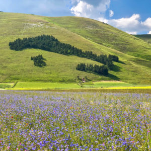 Castelluccio-di-Norcia-italia