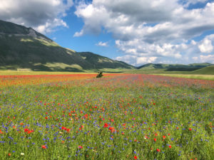 Castelluccio di Norcia