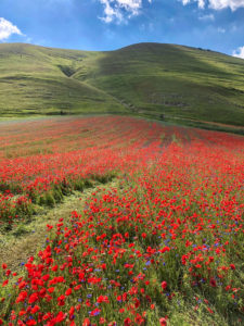 Castelluccio di Norcia