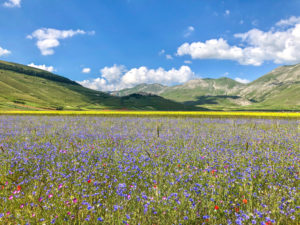 Il viola di Castelluccio di Norcia