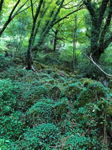 Bosco del Sasseto - Torre Alfina - 6