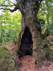 Bosco del Sasseto - Torre Alfina - 6