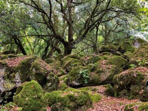 Bosco del Sasseto - Torre Alfina - 6