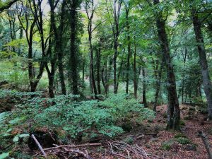 Bosco del Sasseto - Torre Alfina - 6