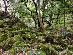 Bosco del Sasseto - Torre Alfina - 6