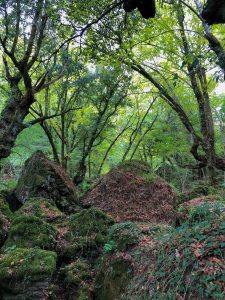 Bosco del Sasseto - Torre Alfina - 6