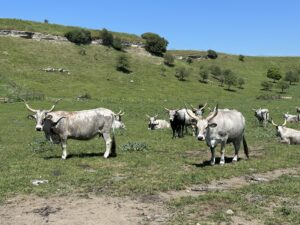 Vulci - Parco Archeologico